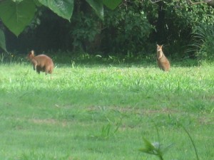 Wallabies grazing in the early morning