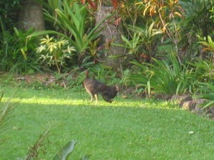 Bush turkies are not just for Christmas