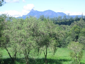 Mt Warning