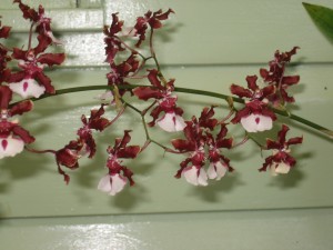 Home grown Orchid