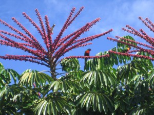 Rainbow lorikeet