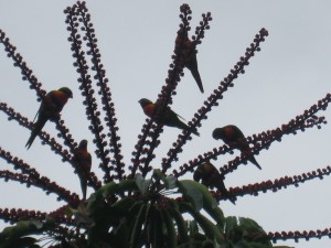 Rainbow lorikeets in the umbrella tree