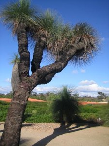 400 year old grass tree