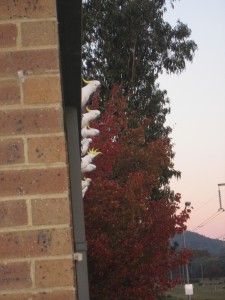 Sulphur Crested Cockatoos