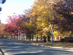 Canberra avenue in autumn Canberra avenue in autumn