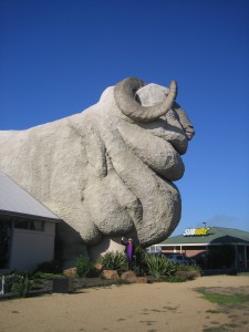 The Big Merino