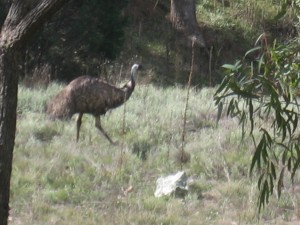 wild emu