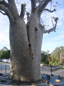 You can see why it's also called the bottle tree.