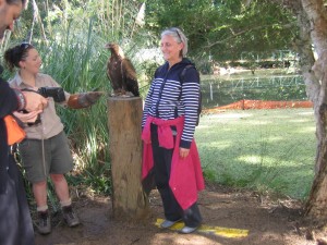 Australia's largest raptor is a bit scarier up close than you might think.