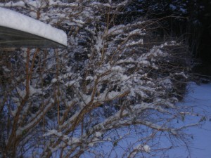 Snow on the roof and the fuschia bush at my back door