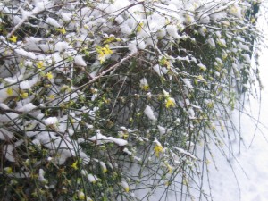 Jasmine in the snow at my front door